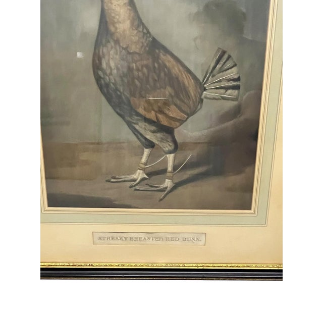 Ralph Lauren Antique Pair of English Game Bird Sporting Hand Colored Engravings in Ebonized Frames For Sale - Image 4 of 18