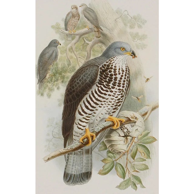 Realism Honey Buzzard Bird: A Framed Original 19th C. Hand-Colored Lithograph by Gould, 1862-1873 For Sale - Image 3 of 6