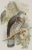 Realism Honey Buzzard Bird: A Framed Original 19th C. Hand-Colored Lithograph by Gould, 1862-1873 For Sale - Image 3 of 6