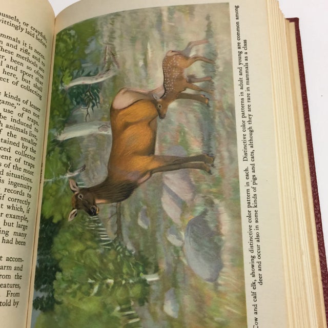 1944 Birds & Beasts Smithsonian Book For Sale - Image 9 of 12