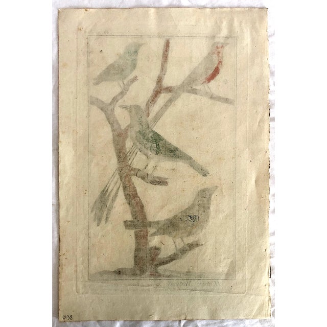 18th-Century Pair of French Hand-Colored Copperplate Engravings of Exotic Birds, by François-Nicolas Martinet For Sale - Image 15 of 18