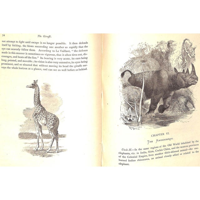 White "Our Zoological Friends" 1876 Coultas, Harland For Sale - Image 8 of 10