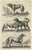 Johnston, Fox, Wolf and Hyenas, 1657, Print For Sale - Image 6 of 6