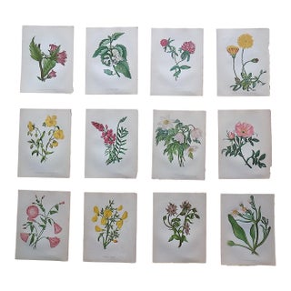 Antique 19th Century Anne Pratt Botanical Chromolithographs - Set of 12 For Sale
