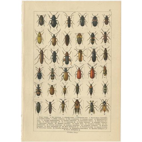 Calwer, Beetles, Chromolithographs, 1893, Set of 8 For Sale - Image 9 of 11
