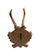 1900 - 1909 Roe Deer Trophy 107 Black Forest Antlers For Sale - Image 5 of 5