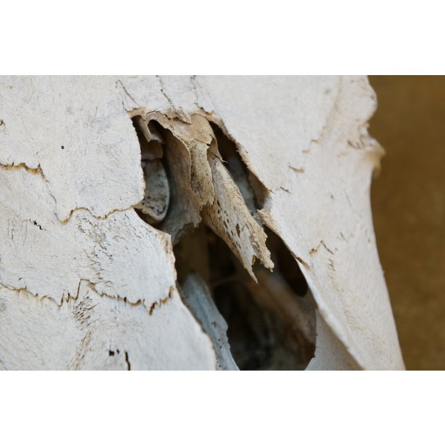 Western Southwestern Longhorn Cow Bull Steer Skull Horns Taxidermy 26" For Sale - Image 4 of 16