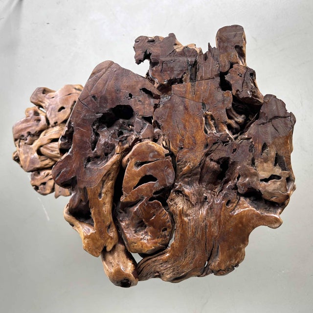 Large Japanese Burl Root Wood Plant Stand, 1920s For Sale - Image 15 of 18