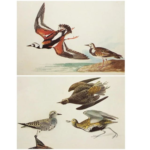1960s 1966 Vintage Cottage Print "Golden Plover & Turn-Stone" After John James Audubon For Sale - Image 5 of 7
