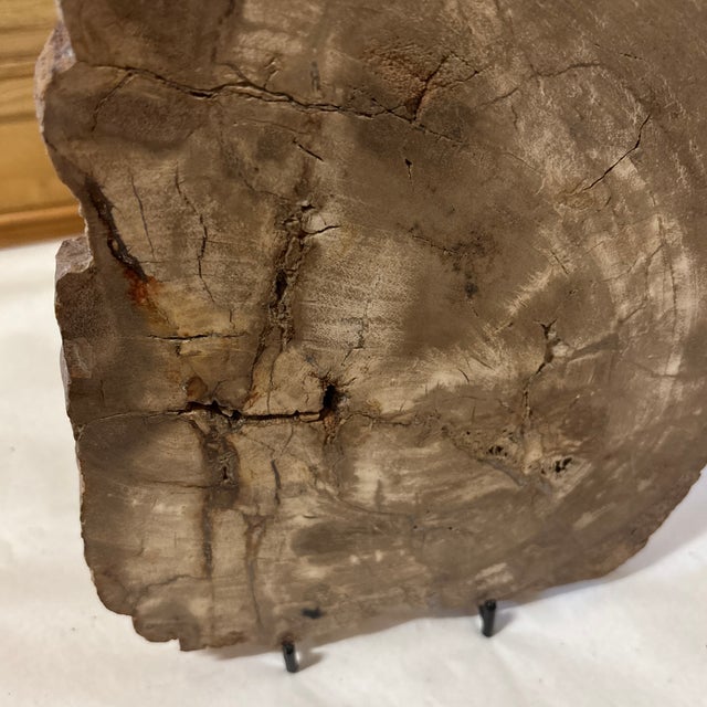 Live Edge Petrified Wood F For Sale - Image 10 of 10