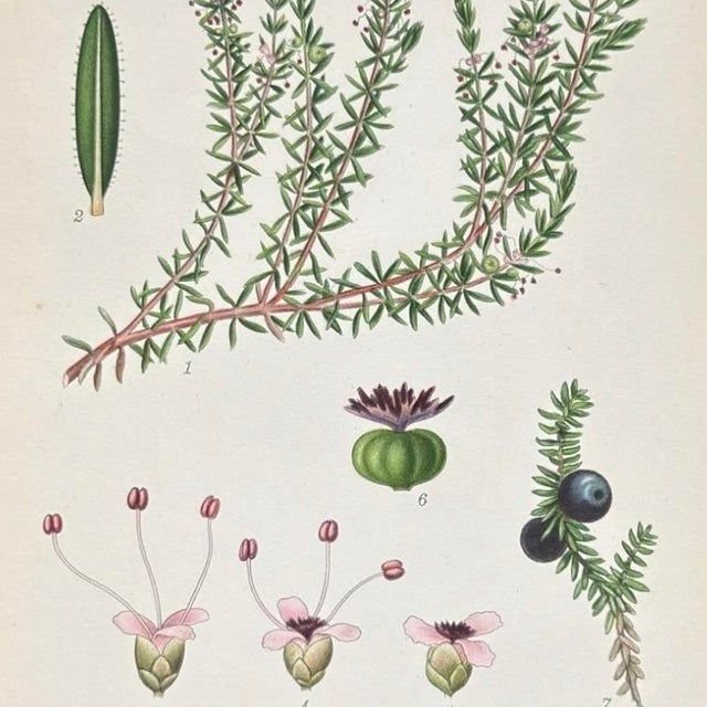 1900 - 1909 Pair of Antique Botanical Prints | Green Alpine Foliage Studies c.1902 For Sale - Image 5 of 6