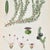 1900 - 1909 Pair of Antique Botanical Prints | Green Alpine Foliage Studies c.1902 For Sale - Image 5 of 6