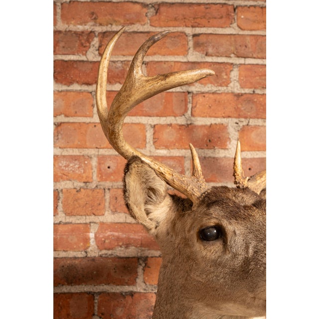 Late 20th Century Whitetail Deer Buck Taxidermy Shoulder Mount For Sale - Image 5 of 7