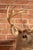 Late 20th Century Whitetail Deer Buck Taxidermy Shoulder Mount For Sale - Image 5 of 7