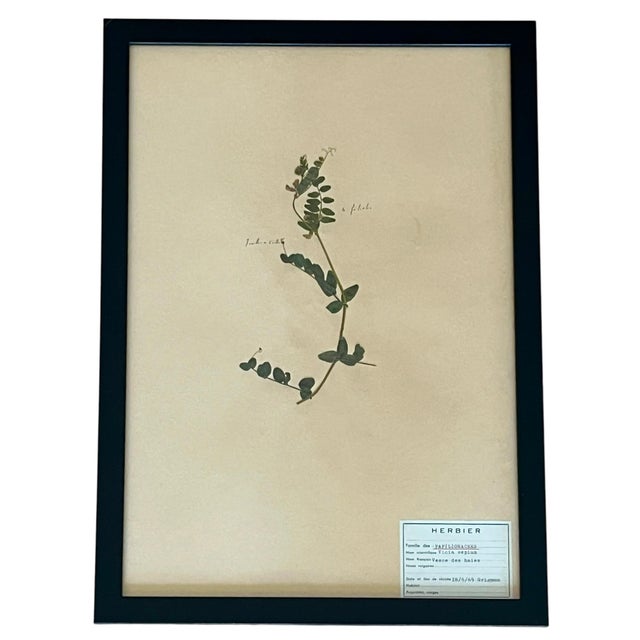 1965 French Herbarium Botanical Specimens – Set of 9 Custom Framed Pressed Botanicals For Sale - Image 10 of 17