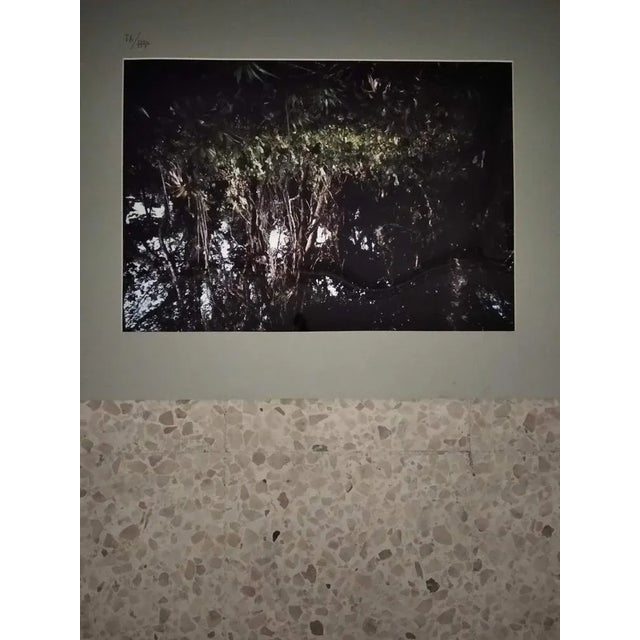 Contemporary AH, Nature Image, 1991, Photographic Print For Sale - Image 3 of 4