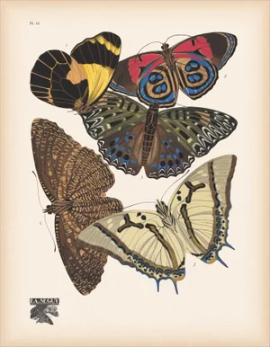 Papillons (Butterflies) Plate 12 Giclee Reproducion Art Print by Emile Allian Séguy