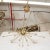 Stilnovo Satin Finish Brass Sputnik Chandelier by Marcelo Bessa For Sale - Image 4 of 10