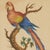 Framed Antique Watercolor of a Parrot For Sale - Image 4 of 7