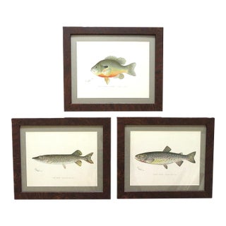 Set of 3 Original Antique Denton Framed Fish Prints C. 1900 For Sale