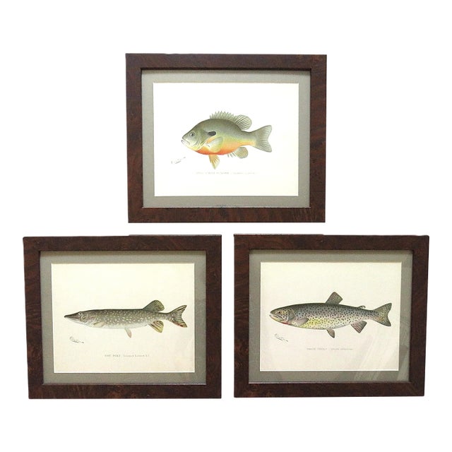 Set of 3 Original Antique Denton Framed Fish Prints C. 1900 For Sale