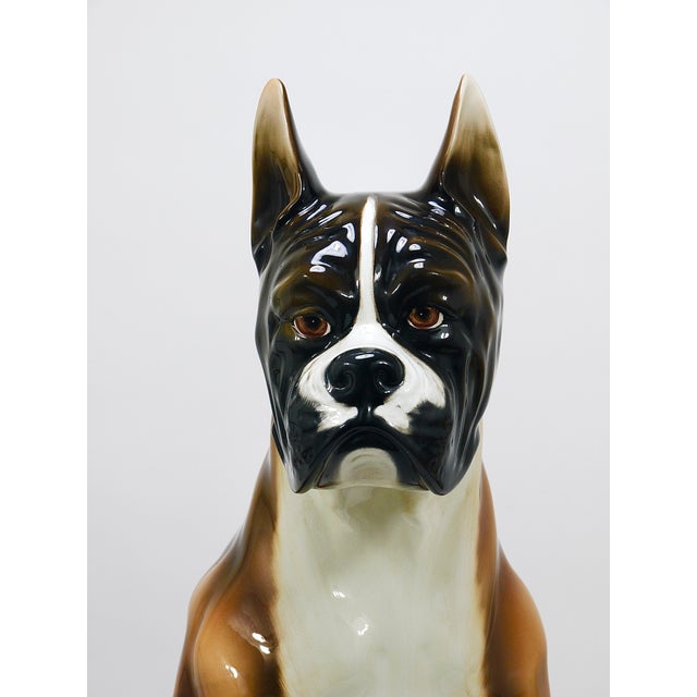 Boxer Dog Life-Size Majolica Statue Sculpture in Glazed Ceramic, Italy, 1970s For Sale - Image 3 of 18