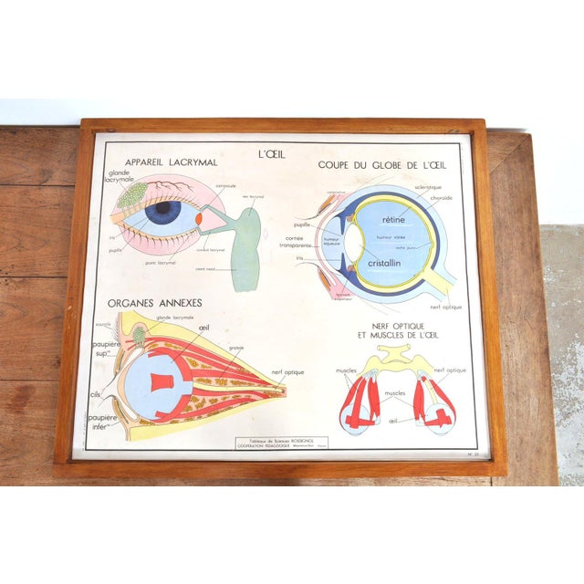 1950s Vintage Double Sided School Posters in Frame of the Human Body, 1950s For Sale - Image 5 of 18