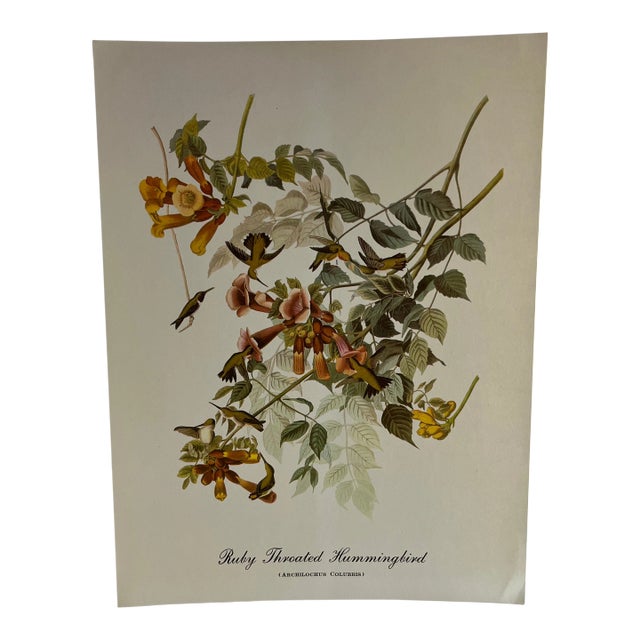1960s After Audubon Ruby Throated Hummingbird Print For Sale