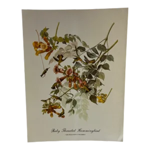 1960s After Audubon Ruby Throated Hummingbird Print
