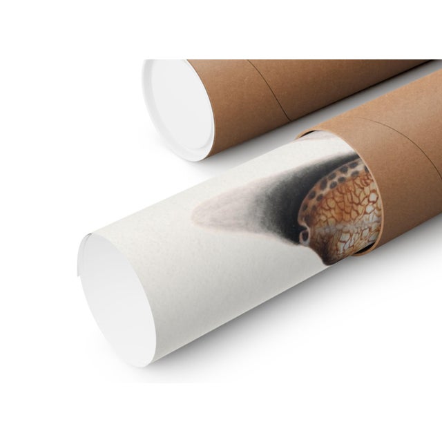 Paper Crimson Topaz Hummingbird With Cyclamen, Vintage Art Print Reproduction, 18″ × 24″ For Sale - Image 7 of 7