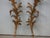 Italian Pair of Italian 1820s Carved Giltwood Wall Fragments Depicting Scrolling Foliage For Sale - Image 3 of 9