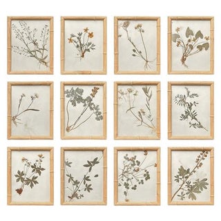 1893 Herbarium Botanical Specimens, Set of 12 For Sale