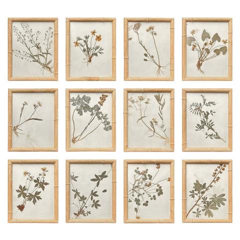 1893 Herbarium Botanical Specimens, Set of 12 For Sale