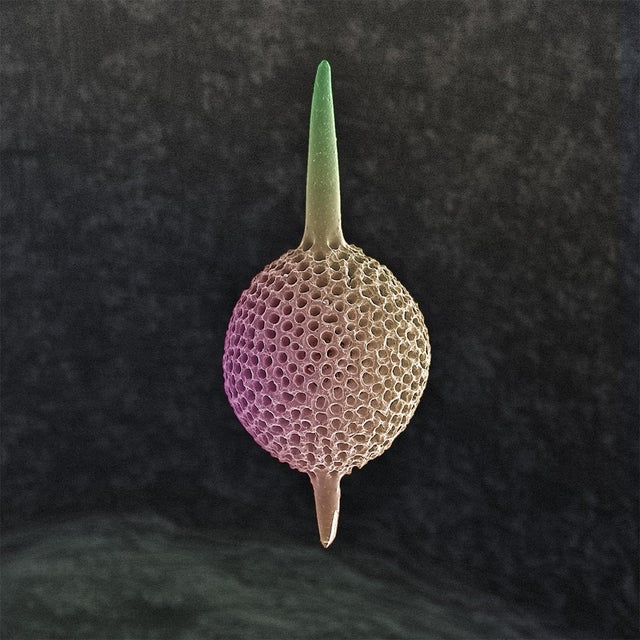“Symbolic” Radiolarian Digital Painting by Modernist Andrew Leonard For Sale