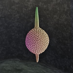 “Symbolic” Radiolarian Digital Painting by Modernist Andrew Leonard