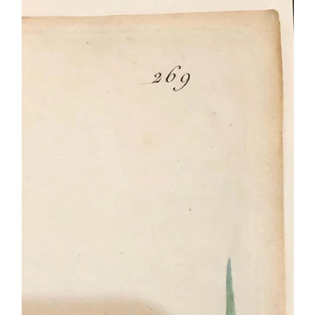 Contemporary Phalangium Liliago Hand Colored Engraving Signed p.j. Redoute For Sale - Image 3 of 13