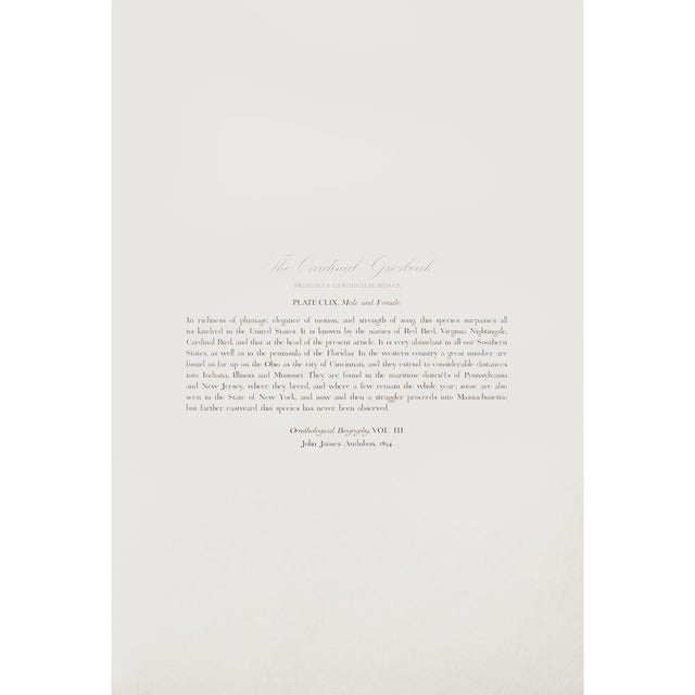 1990s Cardinal Grosbeak After Audubon, Large American Classical Print For Sale - Image 9 of 12