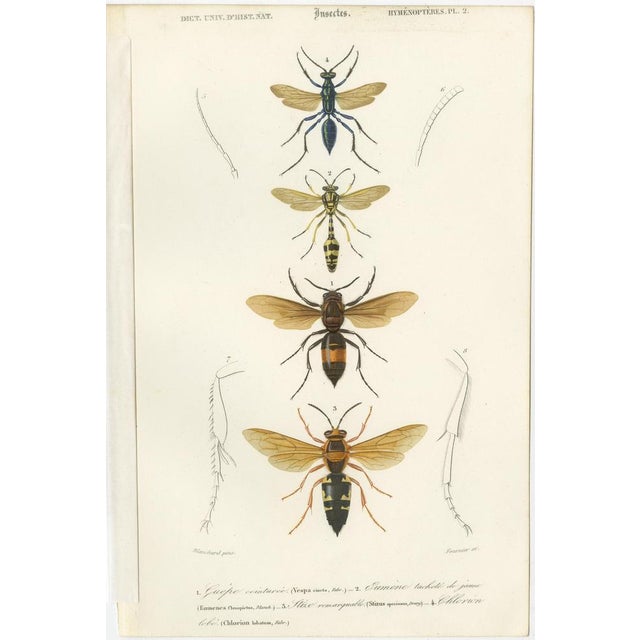 D'Orbigny, Flies and Hymenoptera Insects, 1861, Prints, Set of 5 For Sale - Image 3 of 7