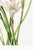 Atamasco Lily, Vintage Botanical Art Print Reproduction by Mary Vaux Walcott, 20" X 30" For Sale - Image 10 of 10