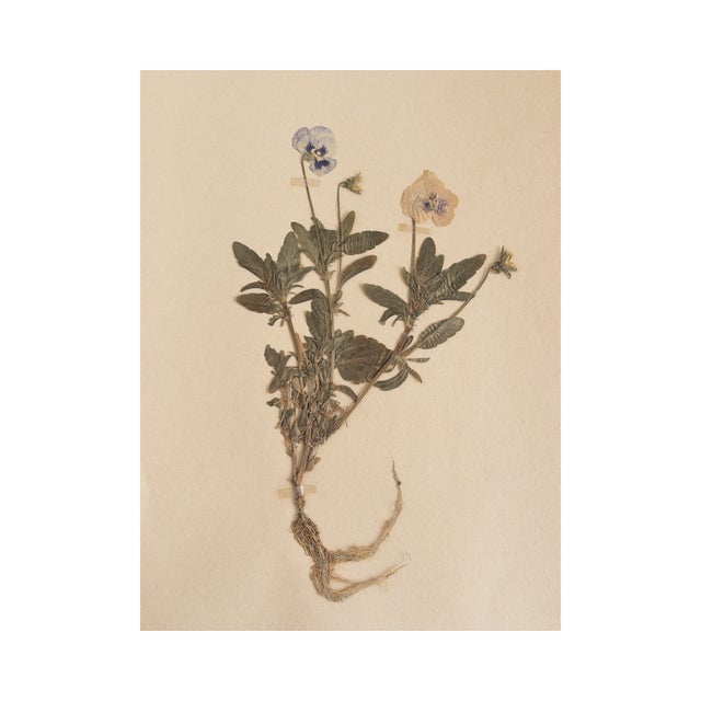 Rustic European Antique Swedish HeRbarium - Viola, Circa 1924 For Sale - Image 3 of 5