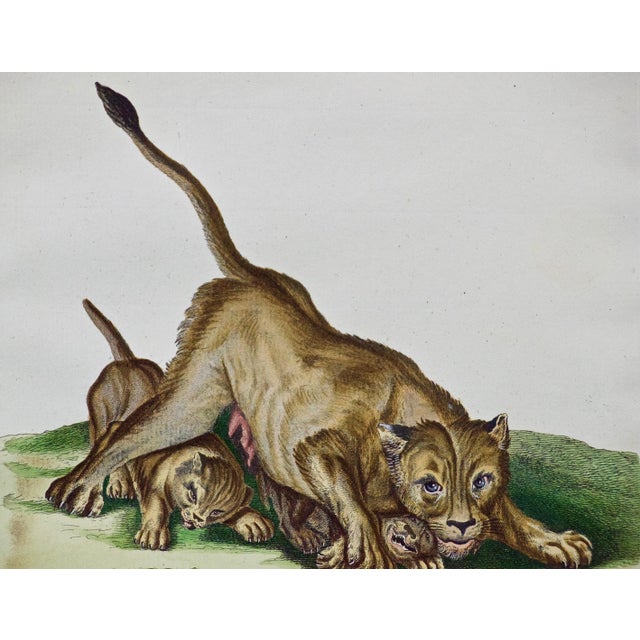 A Pair of Hand Colored Engravings of an African Lioness and Her Cubs and a Rhino, 1775 For Sale - Image 4 of 12