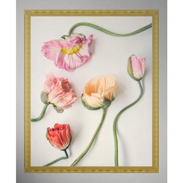 5 Color Pastel Poppies For Sale In New York - Image 6 of 6