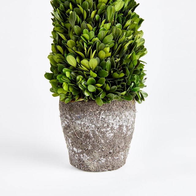 Farmhouse Boxwood Cone Topiary Drop-In 16" For Sale - Image 3 of 5