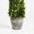 Farmhouse Boxwood Cone Topiary Drop-In 16" For Sale - Image 3 of 5