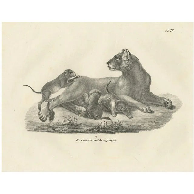 C.C. G. Zool., Lioness with Her Playful Cubs in the Wild, 1836, Lithograph For Sale - Image 11 of 11