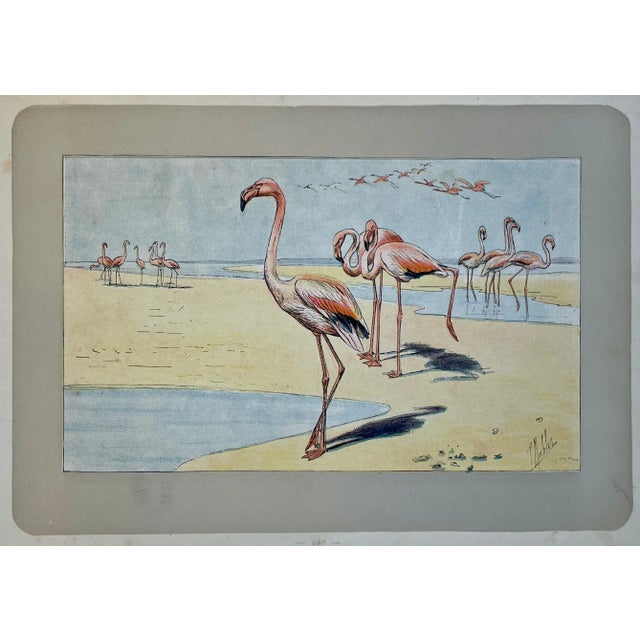 This handsome photogravure printed page is illustrated by P. Mahler, a German artist. The subject is flamingo birds on the...