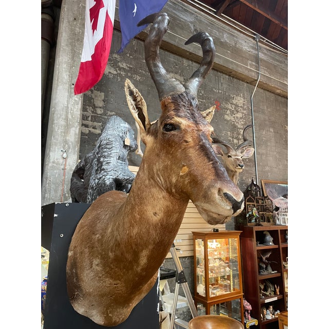 This large, majestic African red hartebeest taxidermy shoulder mount is a true trophy for any hunting enthusiast. The...