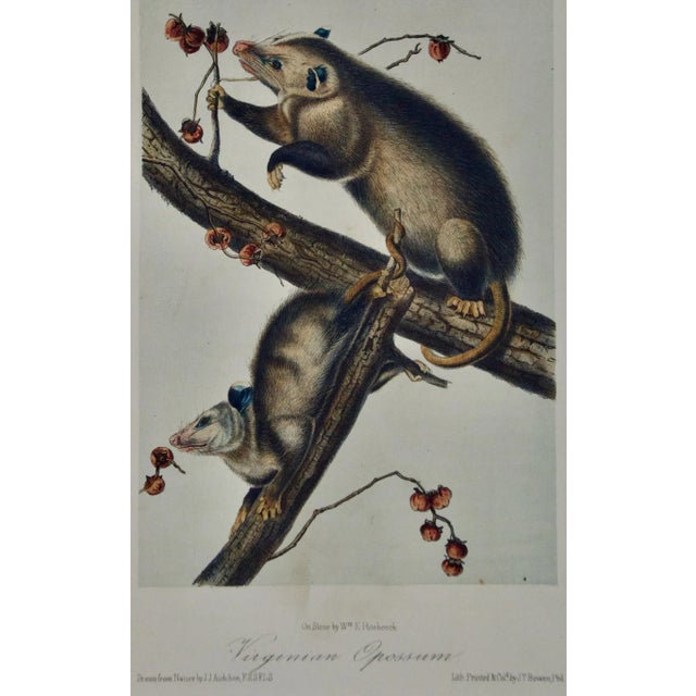 This is an original John James Audubon hand-colored lithograph entitled "Virginian Opossum", No. 14, Plate LXVI, 66, from...