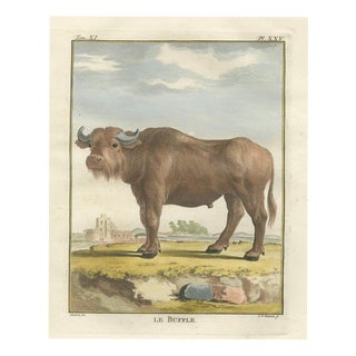 After Jacques de Sève, Buffalo, 1769, Hand-Coloured Engraving For Sale