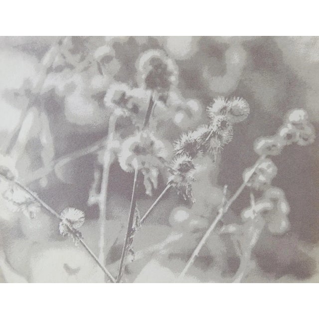 Contemporary Late 20th Century Eric Weller Gray Tonal Botanical Photograph For Sale - Image 3 of 3